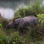 Nosorožec jednorohý se na planetě vyskytuje ve volné přírodě jen ve dvou státech