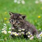 Kočky si potřebují pročistit trávicí trakt, ve kterém se usazují chlupy. Pořiďte jim šantu nebo šalvěj, aby se nezakously do jedovatých listů pokojovek 