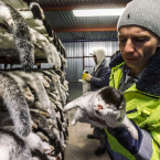 Na českých kožešinových farmách bylo chováno zhruba 25 tisíc lišek a norků, zvířata byla usmrcována v plynových komorách nebo elektrickým proudem 