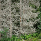Kůrovec může v následujících letech zničit až 15 % šumavského lesa