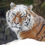 Tygr ussurijský je (spolu s tygrem indickým) největší a nejmohutnější kočkovitá šelma, samci mohou vážit přes 300 kg