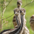 Mláďata emu hnědého se už připravují na první návštěvníky