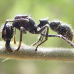 S projektilovým mravencem si není radno zahrávat. Jeho bodnutí bolí totiž jako průstřel