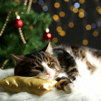 Odradit kočku od vánočního stromečku vám pomůže mimo jiné i vůně rozmarýnu a octa