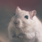 Vědci na znepokojivé výsledky přišli díky výzkumu na plodech potkanů