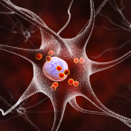 Za parkinsona může zásadní ztráta nervových buněk produkujících v mozku neurotransmiter dopamin