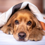 Chřipka je pro psy stejně nepříjemná jako pro lidi