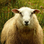 Ovce Dolly byla prvním klonem na světě