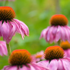 Echinacea purpurea může účinně posílit vaši imunitu, její doporučené dávkování by se ale nemělo překračovat