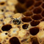 Pro trypofobiky může být děsivá i obyčejná včelí plástev