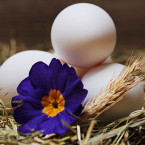 Kvalita vajec se odvíjí i od podmínek, v jakých slepice žijí