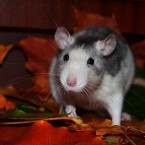 Krysy chováme i jako malé zvířecí kamarády, mohou být ale přenašečkami nebezpečných chorob