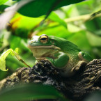 Ani žáby nemusí mít vždycky náladu na páření, umí se tomu ale vyhnout