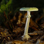 Muchomůrke zelená patří naše smrtelně jedovaté houby.