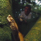 Výzkumník z univerzity v Sao Paulu Marcio Martins drží jednoho jedovatého hada, zatímco sleduje druhého