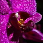 Orchideje Phalaenopsis jsou vděčné rostliny, které nevyžadují příliš času