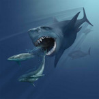 Megalodon útočící na kytovce Eobalaenoptera