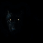 Kolemjdoucí rodinu vyděsil s největší pravděpodobností irský vlkodav