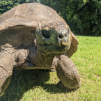 Nejstarší zvíře na světě želvák obrovský Jonatán