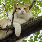 Mainská mývalí kočka Kusa aktuálně měří 1,23 m
