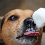 Co když sní psí zmrzlinu člověk? Podle výrobců se mu nic nestane