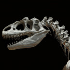 Ve Francii paleontologové našli kost starou 140 milionů let