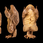 Dávné žáby mohly vypadat nějak takto