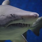 Vědci objevili žraločí jesle - ilustrační foto