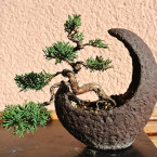 Tvarování bonsaje vyžaduje velkou dávku trpělivosti.