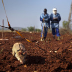 Krysa gambijská detekující nášlapné miny na minovém poli
