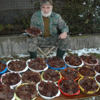 A pak, že nerostou! Jidášovo ucho pro celou vesnici