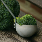 Brokolice pochází ze Středomoří a jedná se o jednoletou i dvouletou rostlinu