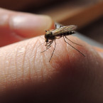 Zbavit se komárů vám může pomoci obyčejný česnek a hřebíček