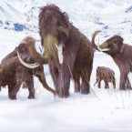 Už za několik let by podle vědců mohli mamuti opět chodit po Zemi