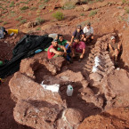 Muž na své zahradě objevil ostatky obrovského sauropoda
