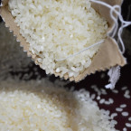 Rýže má původ v tropických oblastech Afriky, Asie a Austrálie. V botanice se rozlišuje přes 20 druhů