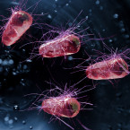 Modelovým organismem byly bakterie Escherichia coli