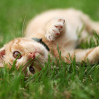 Nechcete kočky na zahradě? Zbavit se kočičích návštěv vám pomůže mimo jiné i pomerančová kůra nebo borovicové šišky