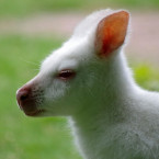 V Plzni mají bílé mládě klokana - ilustrační foto