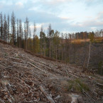 Kůrovcová kalamita decimuje lesy, skončit by mohla do pěti let