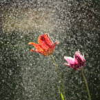 Vydatné deště mohou v určitých případech způsobit odumírání rostlin 