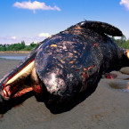 Mrtvola velryby na pláži